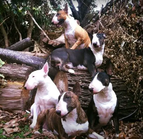 English Bull Terriers gathered by the big trunk of tree