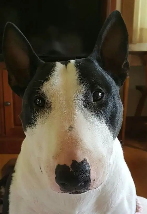 black and white Bull Terrier's adorable face