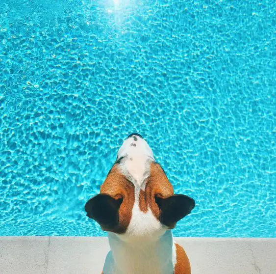 English Bull Terrier looking at the swimming pool