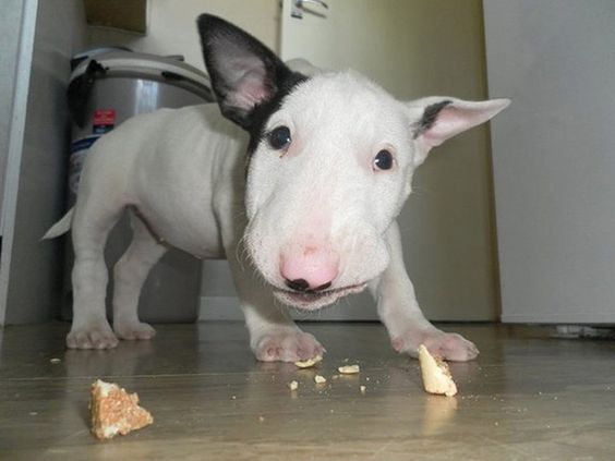 English Bull Terrier puppy on the floor eating bread