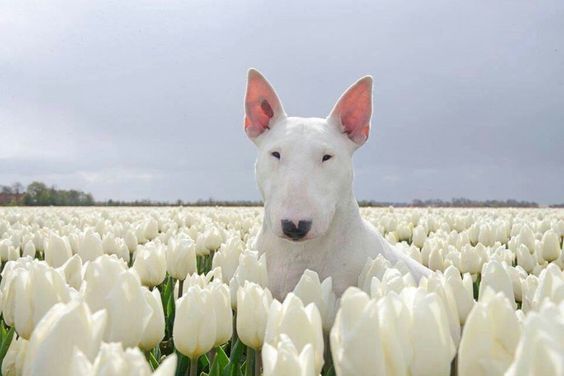 English Bull Terrier in the field of white tulips
