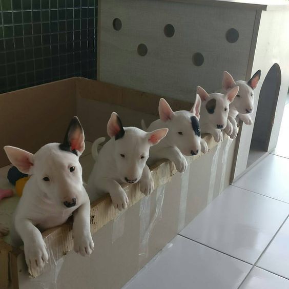 English Bull Terrier puppies stand on the side of the box