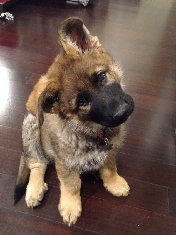 A German Shepherd puppy sitting on the floor while tilting its head