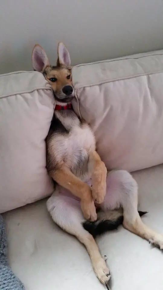A German Shepherd puppy sitting on the couch like a kangaroo