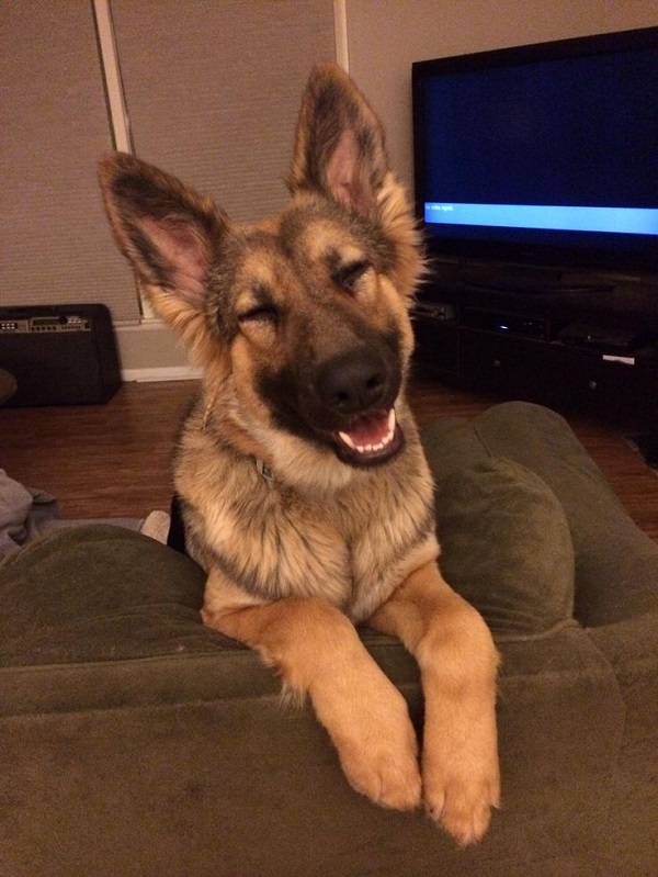 A German Shepherd Dog sitting on the couch while smiling