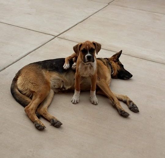 A German Shepherd Dog lying on the floor with a boxer dog sitting beside him