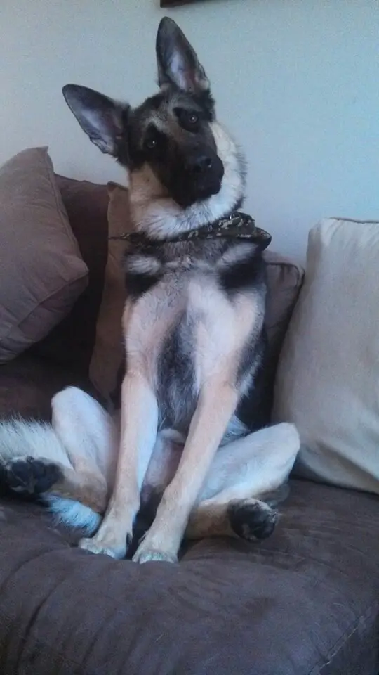 A German Shepherd Dog sitting on the couch while tilting its head