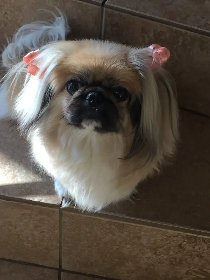 A Pekingese sitting on the floor while looking up with its adorable face