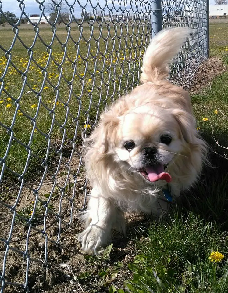 A Pekingese running in the field next to the wire mesh fence