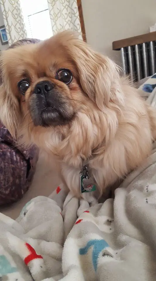 A Pekingese lying on the bed while staring with its wide eyes