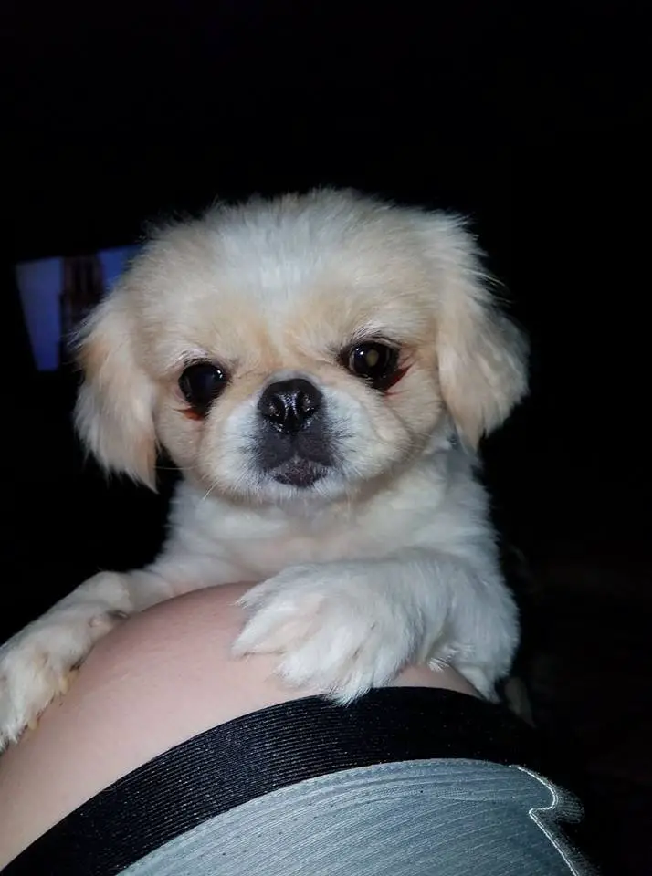 A Pekingese puppy leaning towards the knee of the person