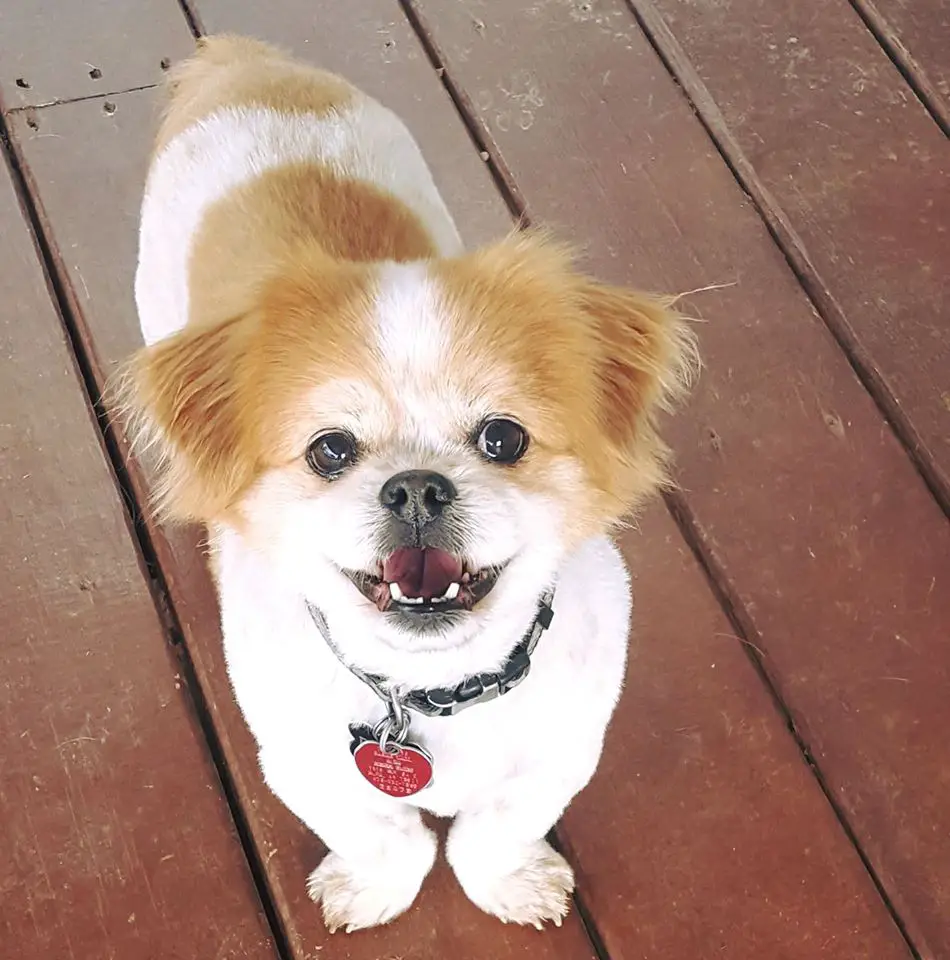 A Pekingese standing on the floor while smiling
