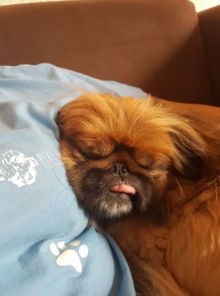 A Pekingese leaning on the side of a woman's body while sleeping