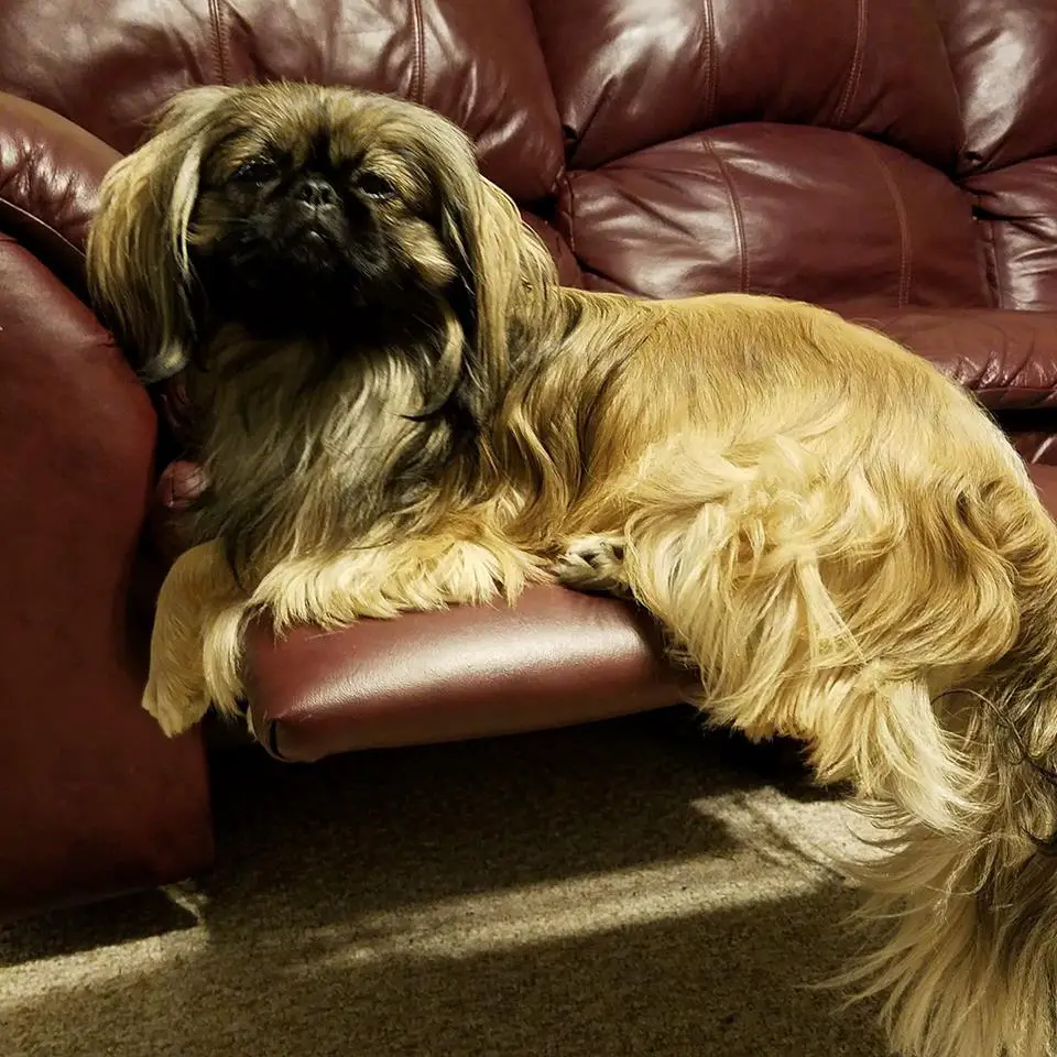 A Pekingese lying on the foot rest of the couch