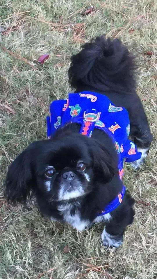 A Pekingese wearing a blue dress while standing in the grass