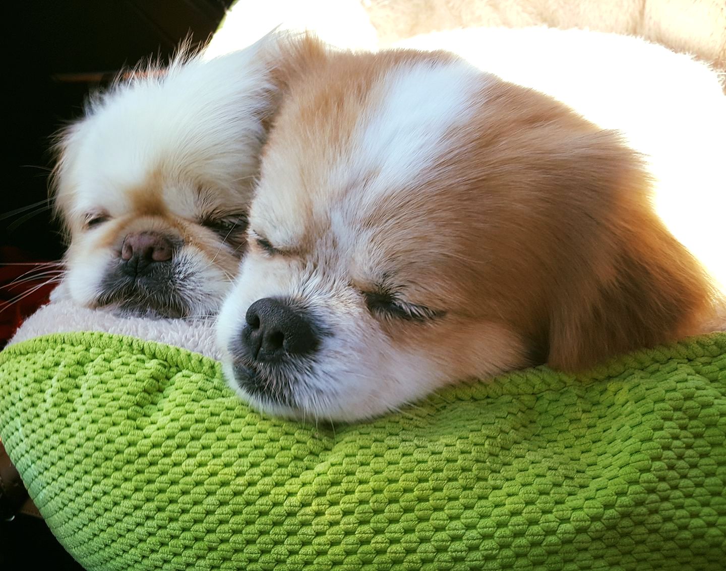 two Pekingese puppies lying in bed sleeping