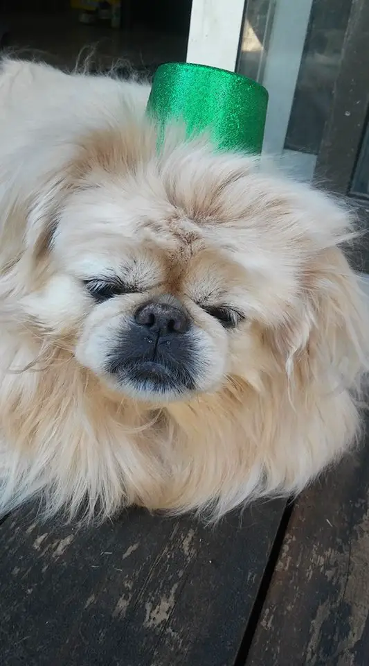A Pekingese standing on the floor with its tired face