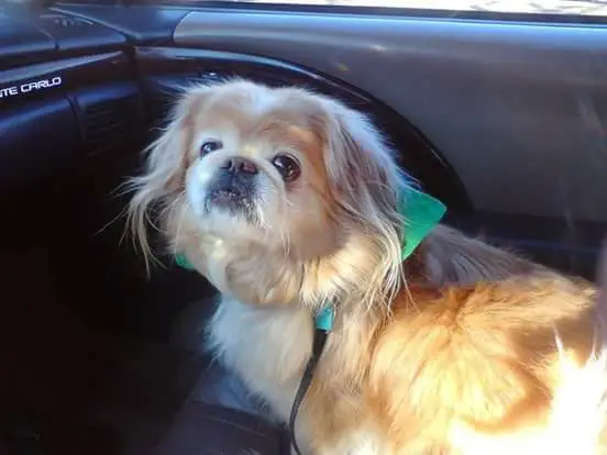 A Pekingese dog lying in the passenger seat inside the car