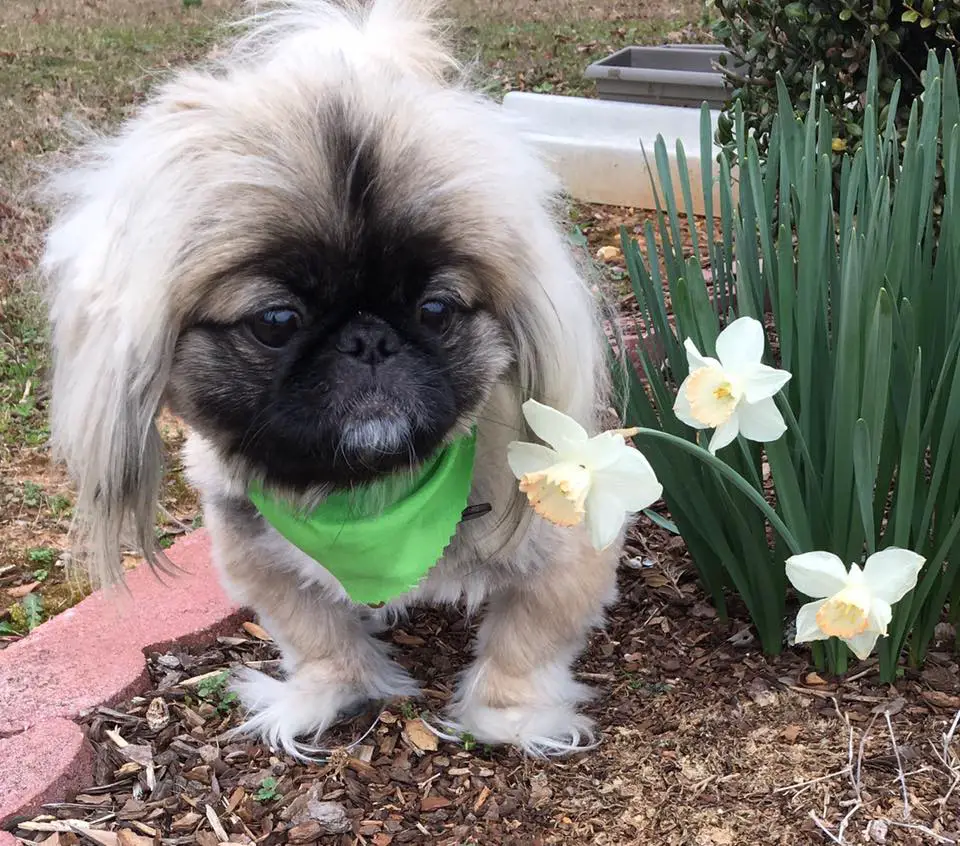 A Pekingese standing in the garden next to the flowers