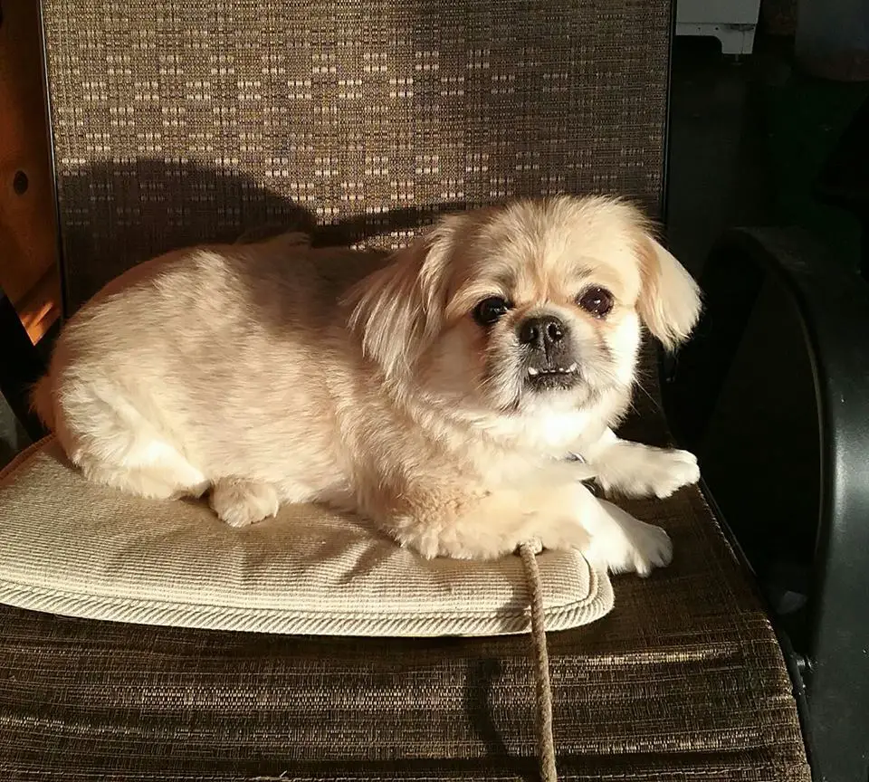 A Pekingese lying on the chair in front of the sunlight