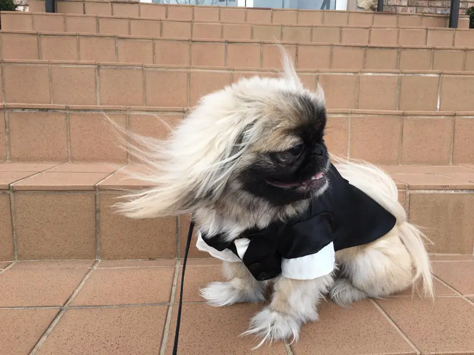 A Pekingese wearing a suit sitting on the stairway