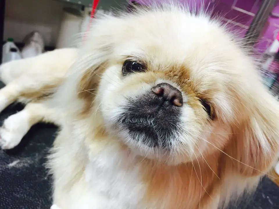 A Pekingese lying on its bed with its sleepy face