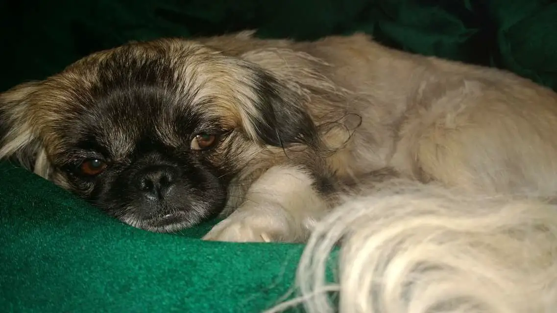 A Pekingese lying on the bed at night with its sleepy face