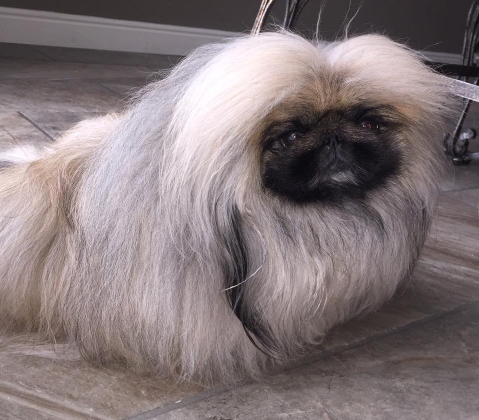 A gray Pekingese sitting on the floor