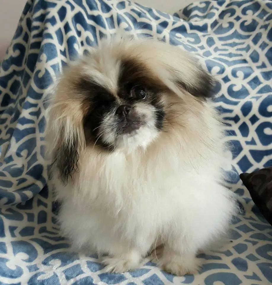 A Pekingese sitting on the couch while tilting its head