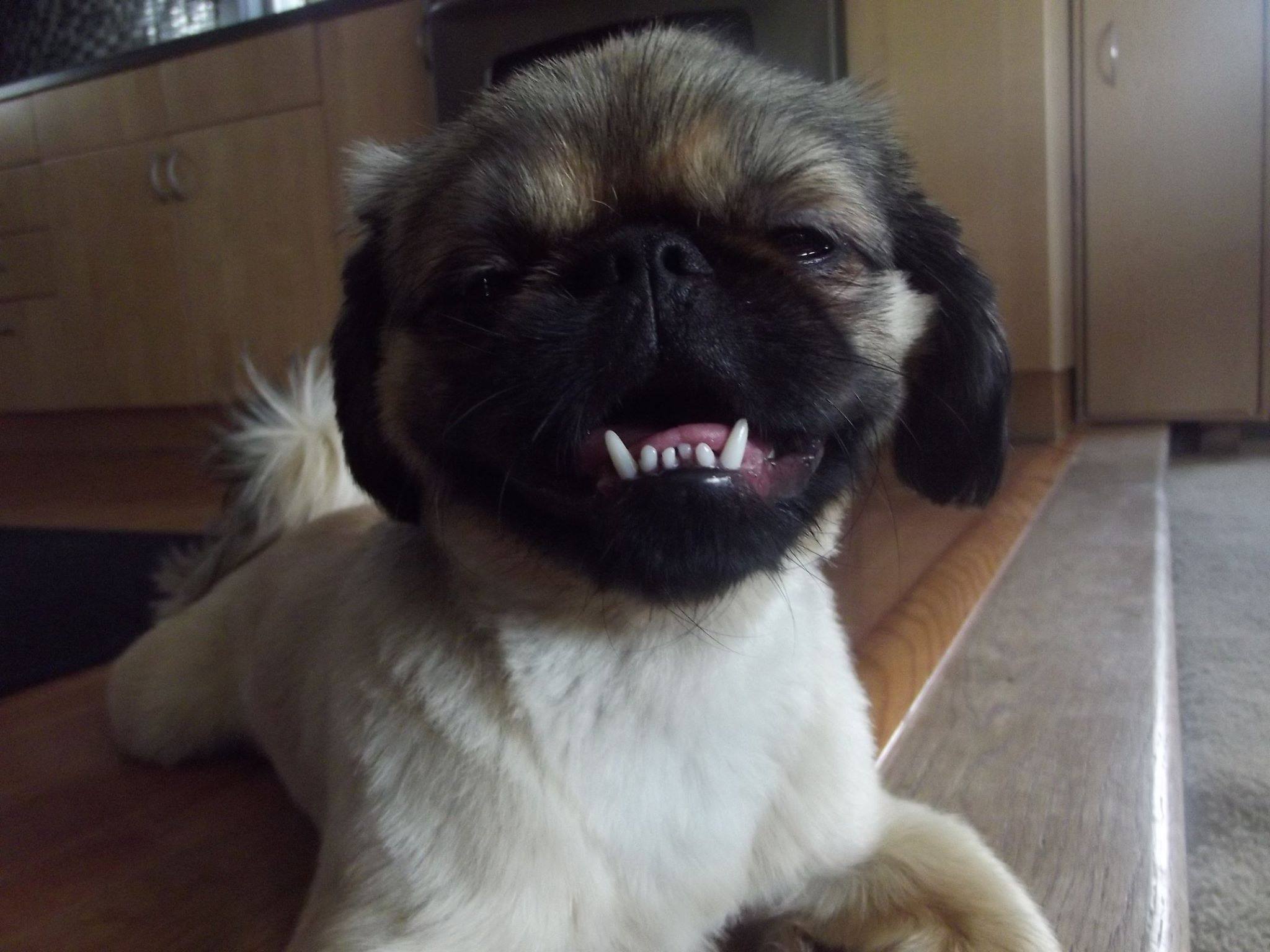 A Pekingese lying on the floor while smiling