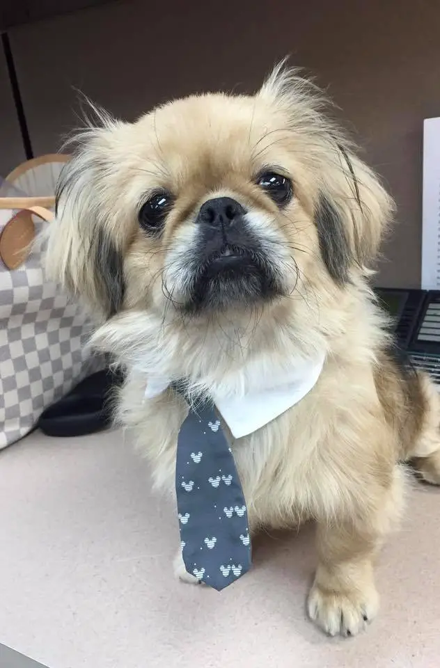 A Pekingese wearing a collar and a necktie while sitting on the floor with its sad face