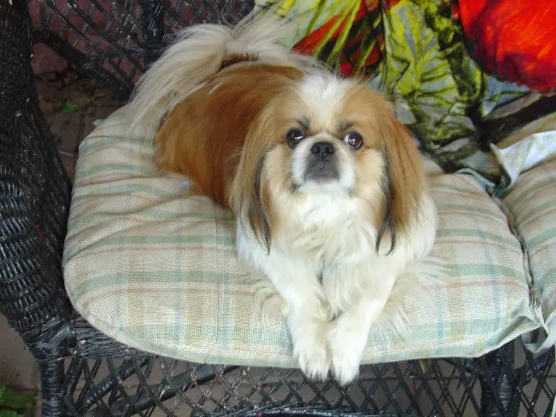 A Pekingese lying on the bed