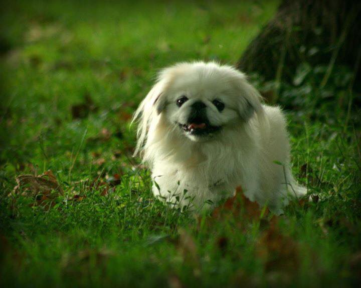 A Pekingese walking in the forest while smiling