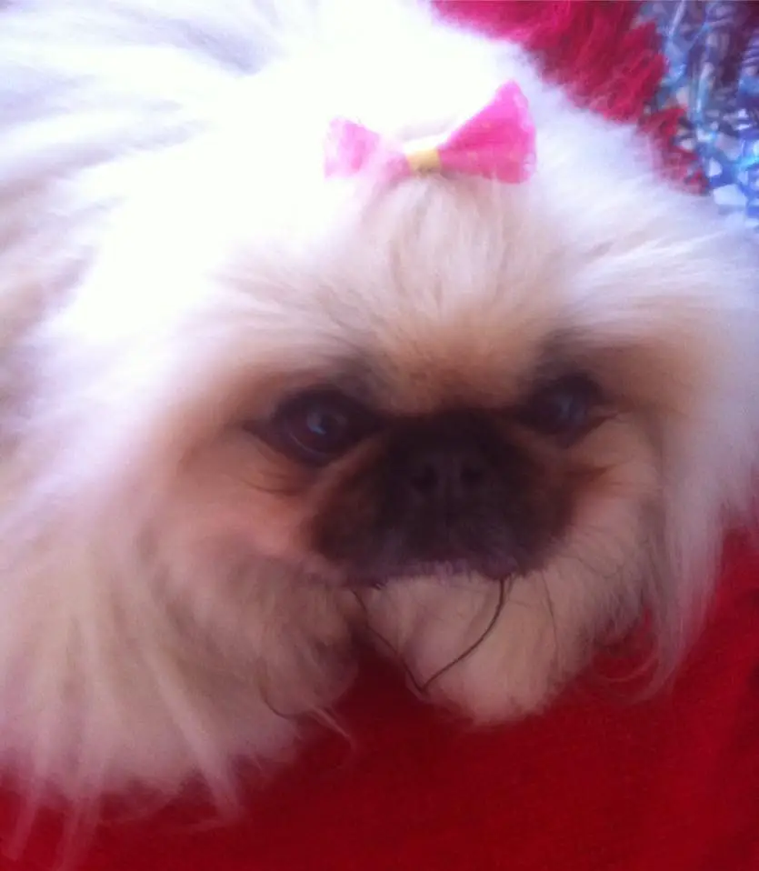A Pekingese with a pink bow tie on top of its head while lying in bed