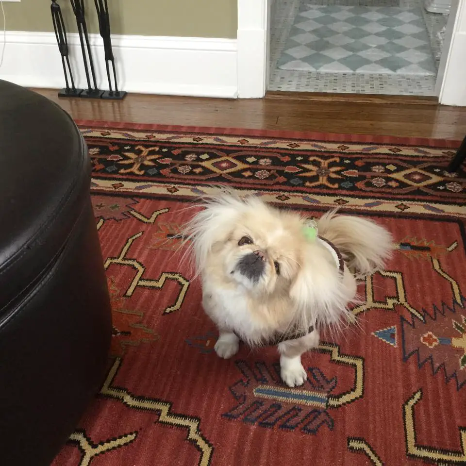 A Pekingese sitting on the carpet while tilting its head