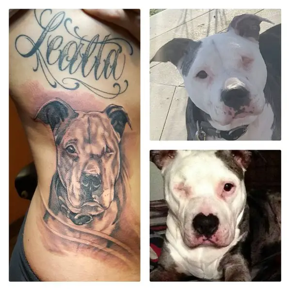 black and gray face of a Pit Bull tattoo on the side of the body of a person