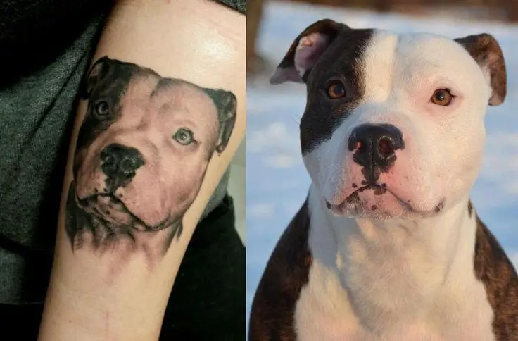 realistic face of the Pit Bull tattoo on the forearm