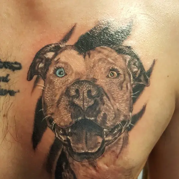 A black and gray smiling Pit Bull with blue and brown eyes tattoo on the chest