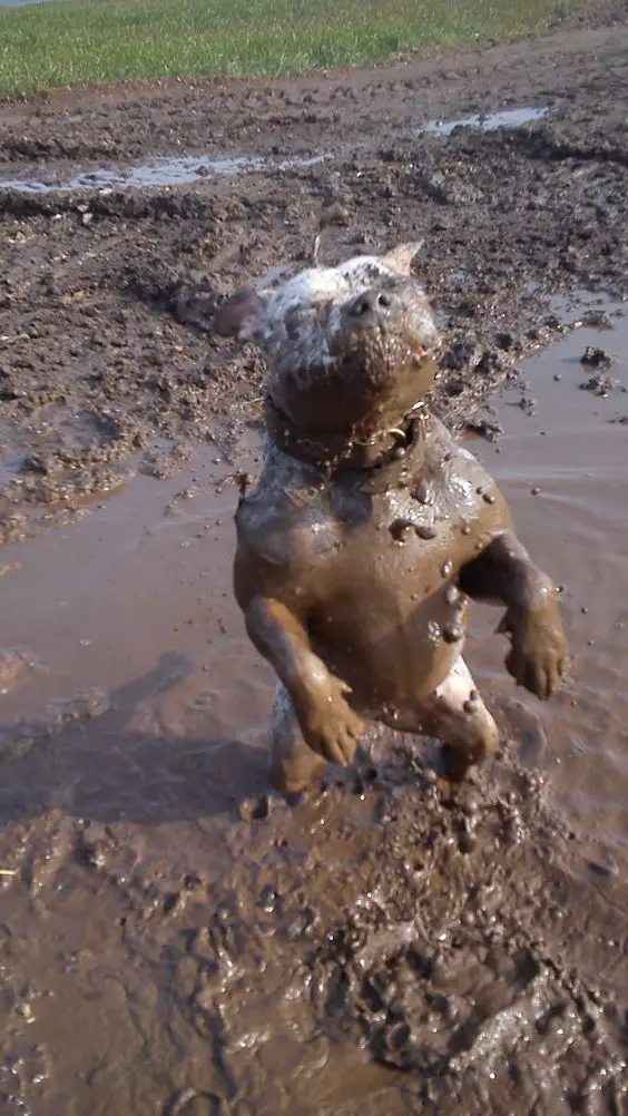 Pit Bull playing in the mud