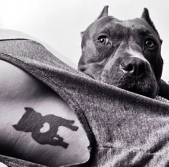 A black and white photo of a person lying in bed with a silhouette standing Pit Bull tattoo on his body while his dog is lying on top of him