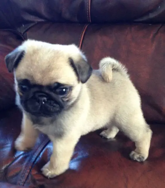 A Pug puppy standing on the couch