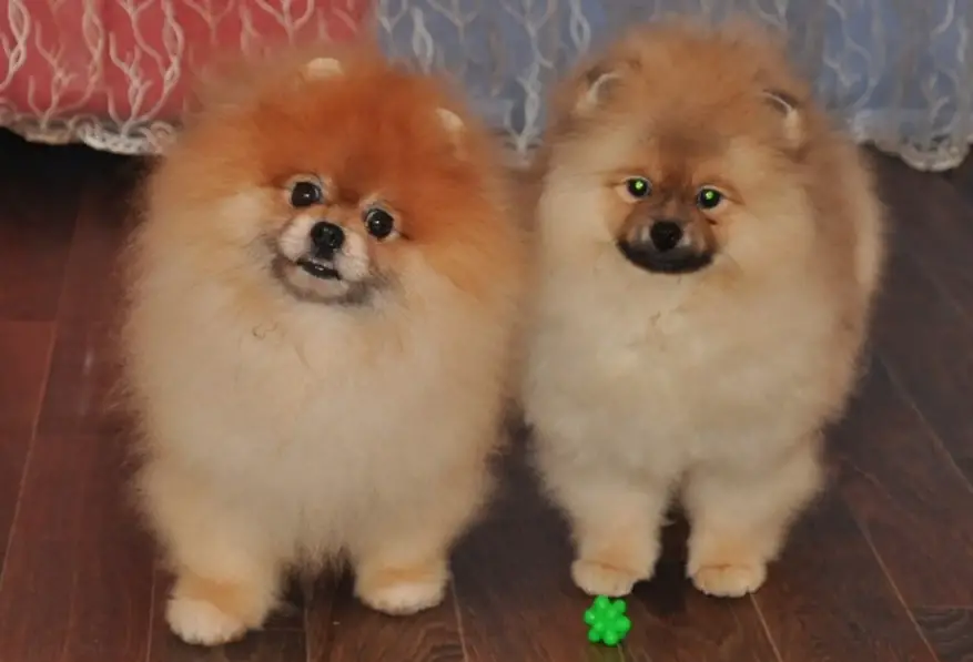 two Pomeranian mixed dogs standing on the floor with their begging face
