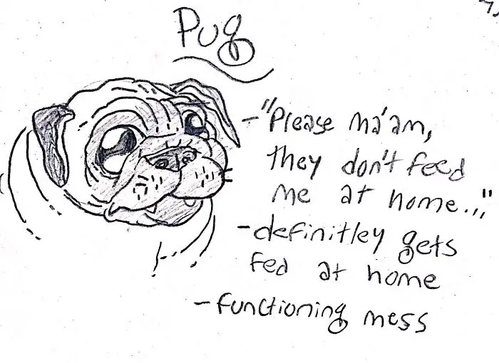 a hand drawn face of a Pug with hand written - Pug- please mam don't feed me at home, definitely gets fed at home, functioning mess