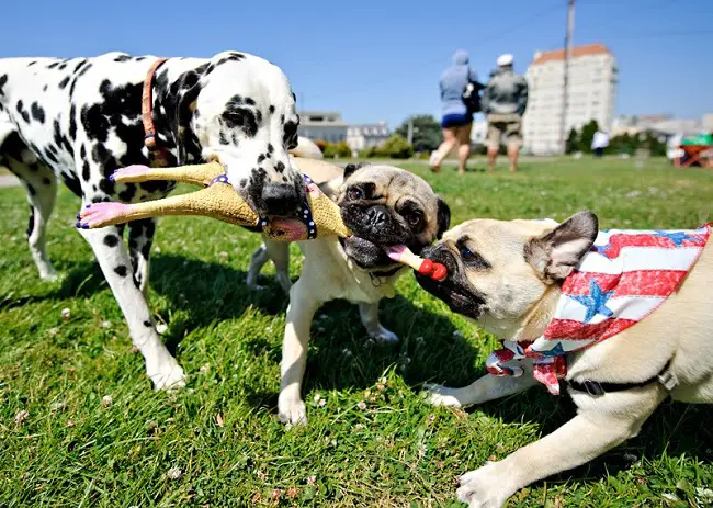 two Pugs pulling the chew toy from the mouth of a large dog