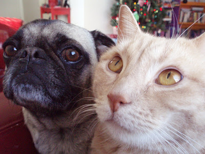 A Pug sitting next to the cat