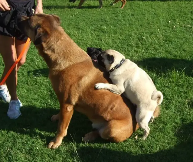 A Pug on the back of a large dog sitting on the grass.