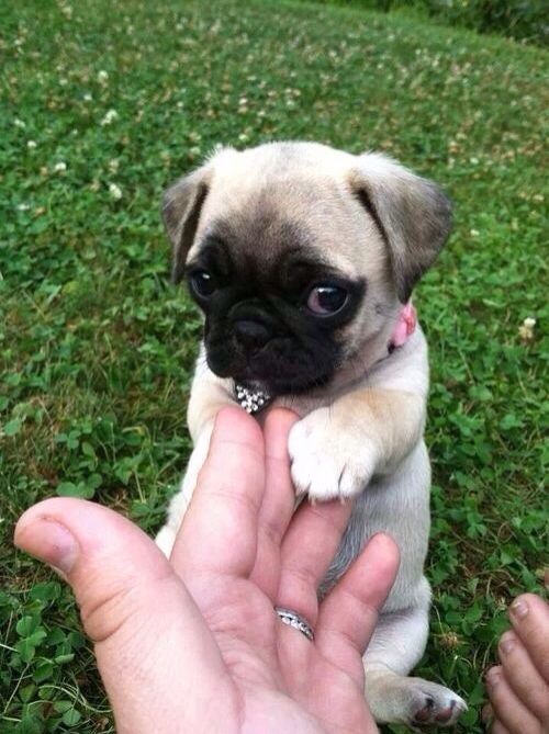 A Pug puppy sitting on the grass with the hand of a man