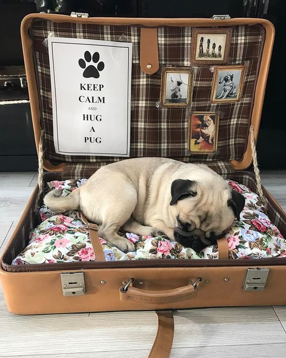 A Pug sleeping inside an open suit case