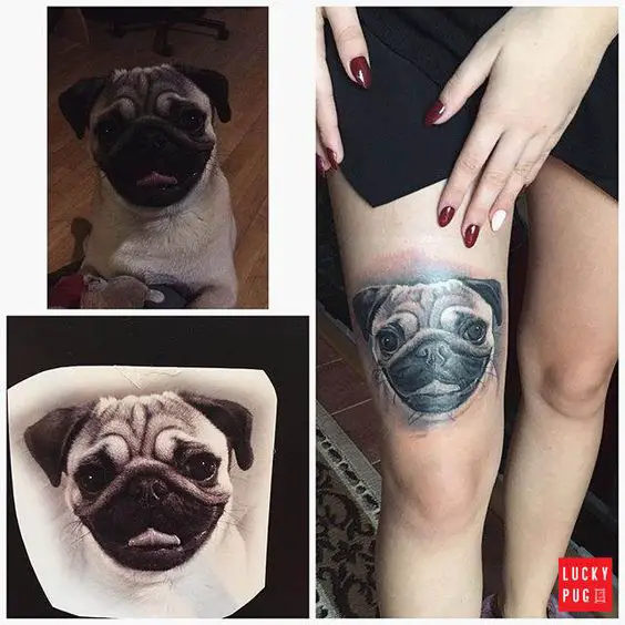 3D face of Pug Tattoo tattoo on the leg