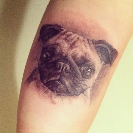 face of Pug Tattoo on forearm